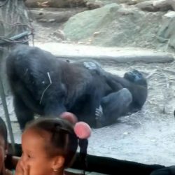 Απίστευτες εικόνες σε ζωολογικό κήπο – Γορίλας κάνει στοματικό σεξ στη σύντροφό του και το απολαμβάνει(vid)