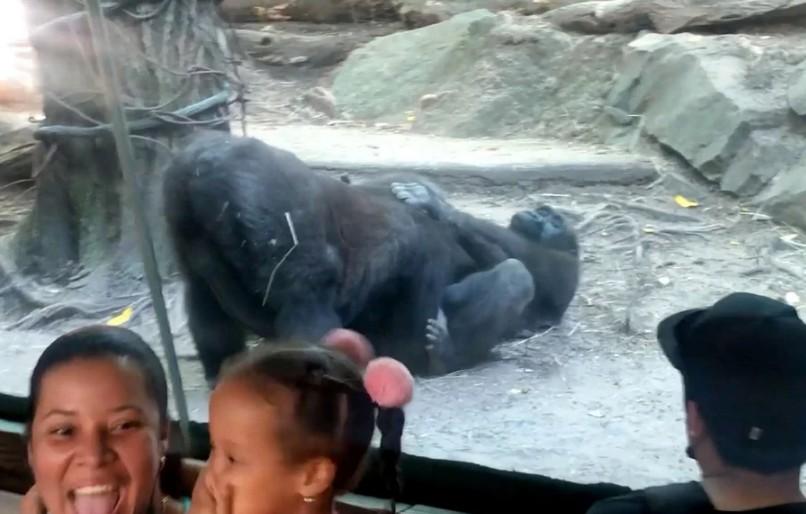 Απίστευτες εικόνες σε ζωολογικό κήπο – Γορίλας κάνει στοματικό σεξ στη σύντροφό του και το απολαμβάνει(vid)